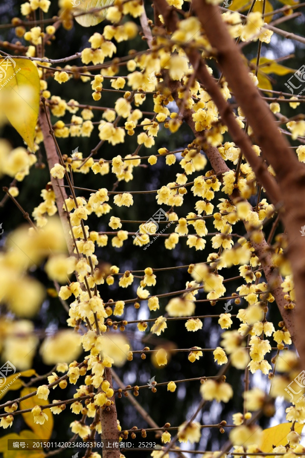 腊梅,繁花