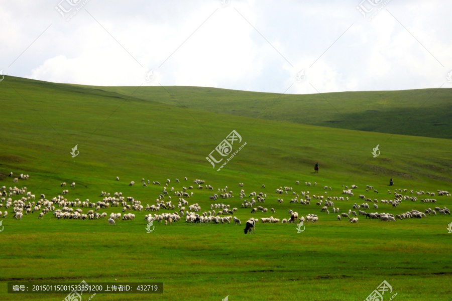 草原上的羊群,牧场