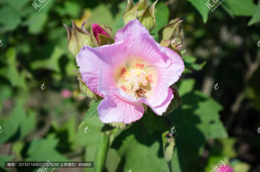 蜜蜂采蜜