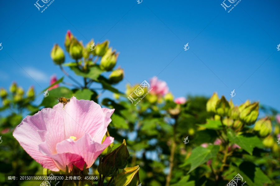 木芙蓉花特寫