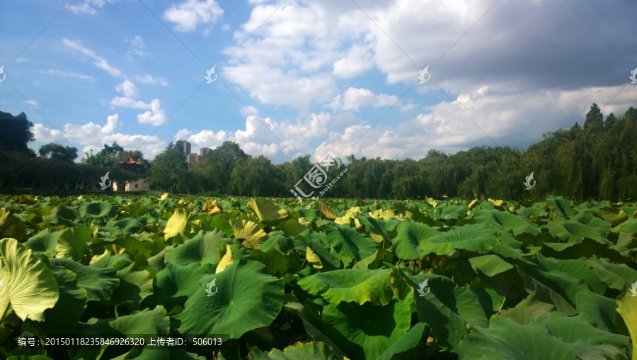 翠湖,大观楼荷花