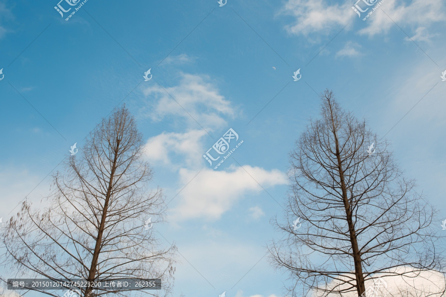 蓝天白云,树