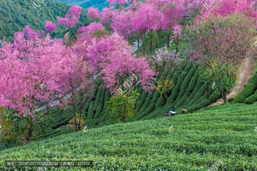 南涧无量山樱花谷