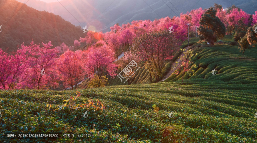 南涧无量山樱花