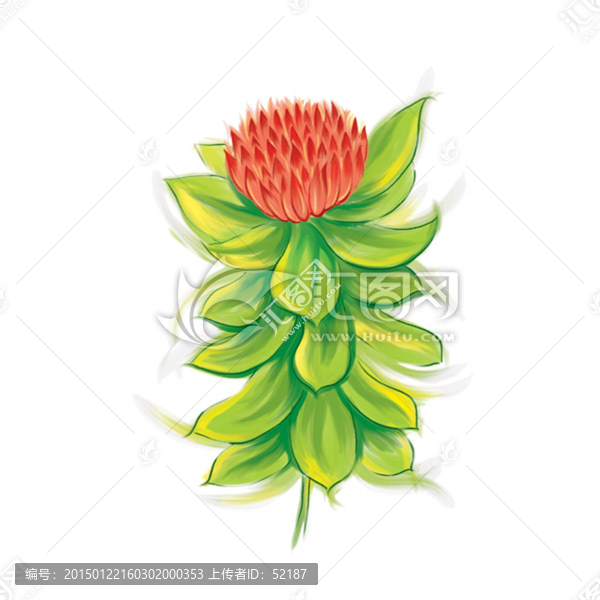 手繪紅景天