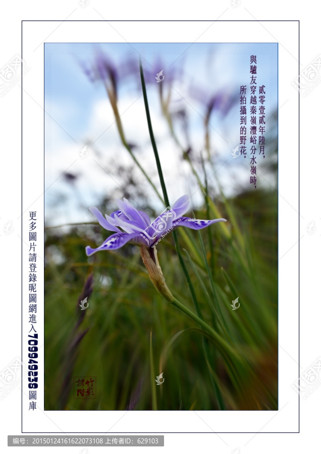 秦嶺拾萃之鳶尾花