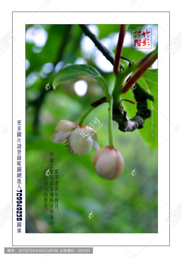 秦嶺拾萃之花草