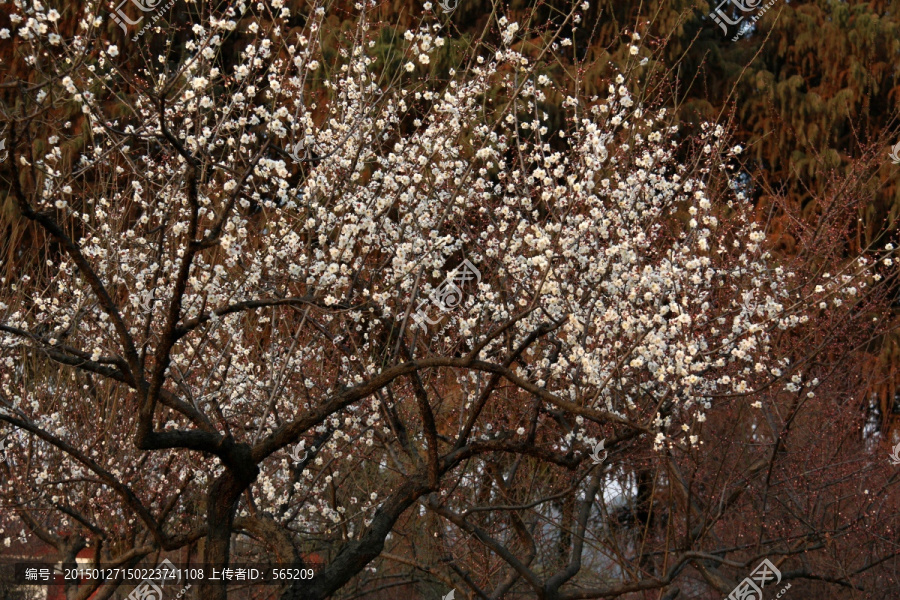 梅花