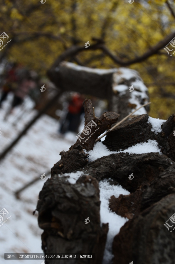 雪中腊梅