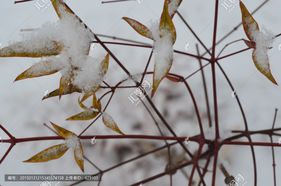 雪中红叶