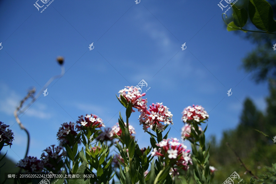 春花盛开,花瑞香狼毒