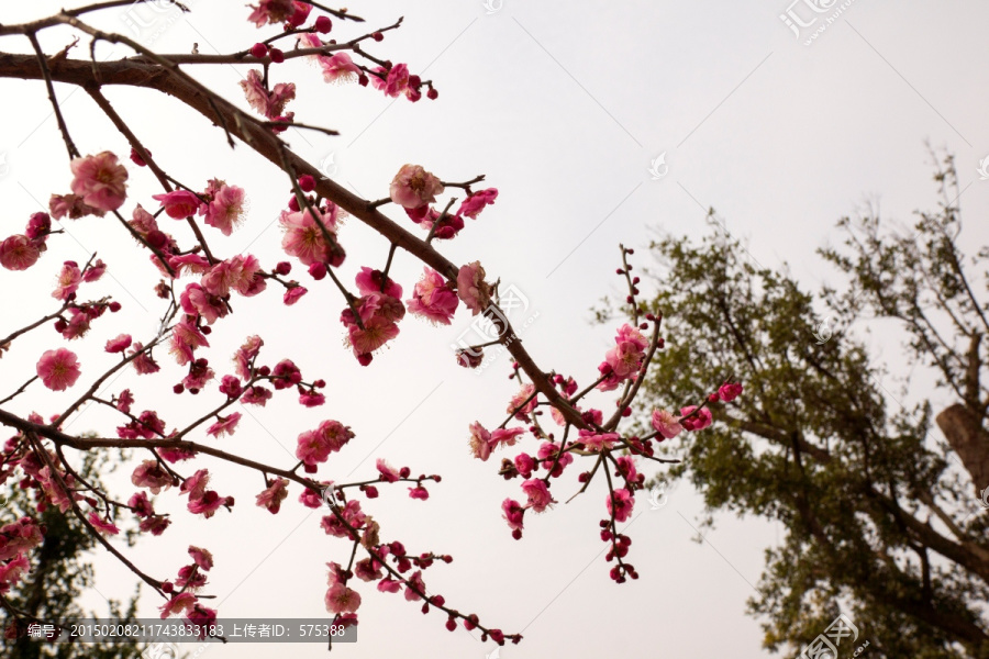 梅花