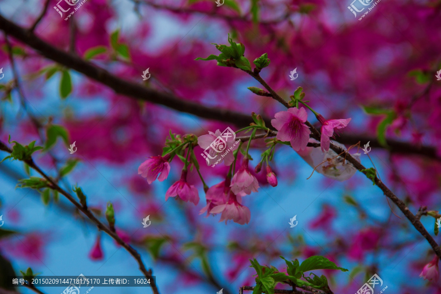 繁花似锦