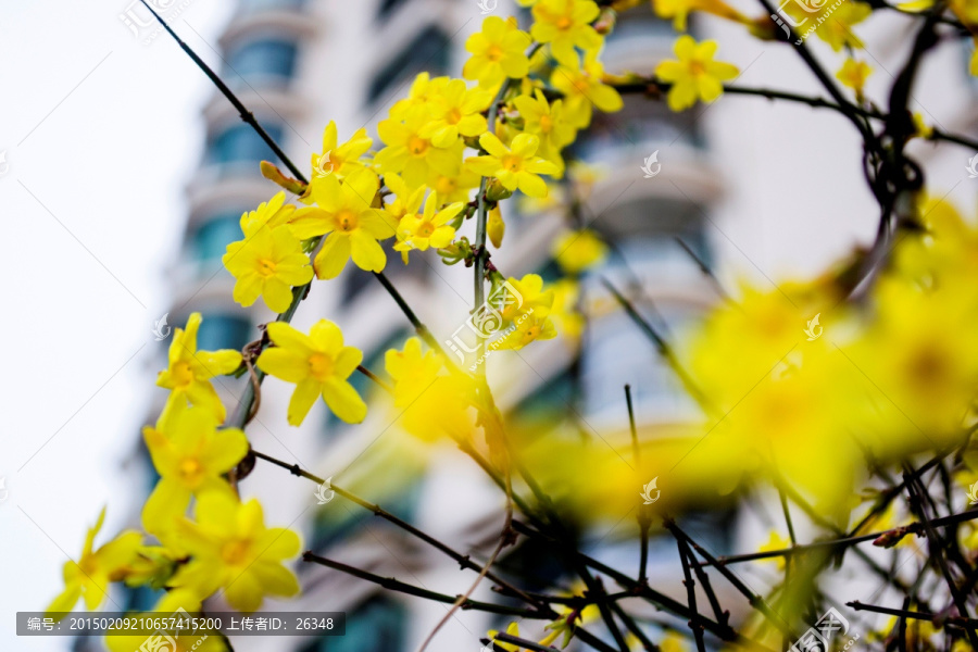 住宅建筑,花卉,住房