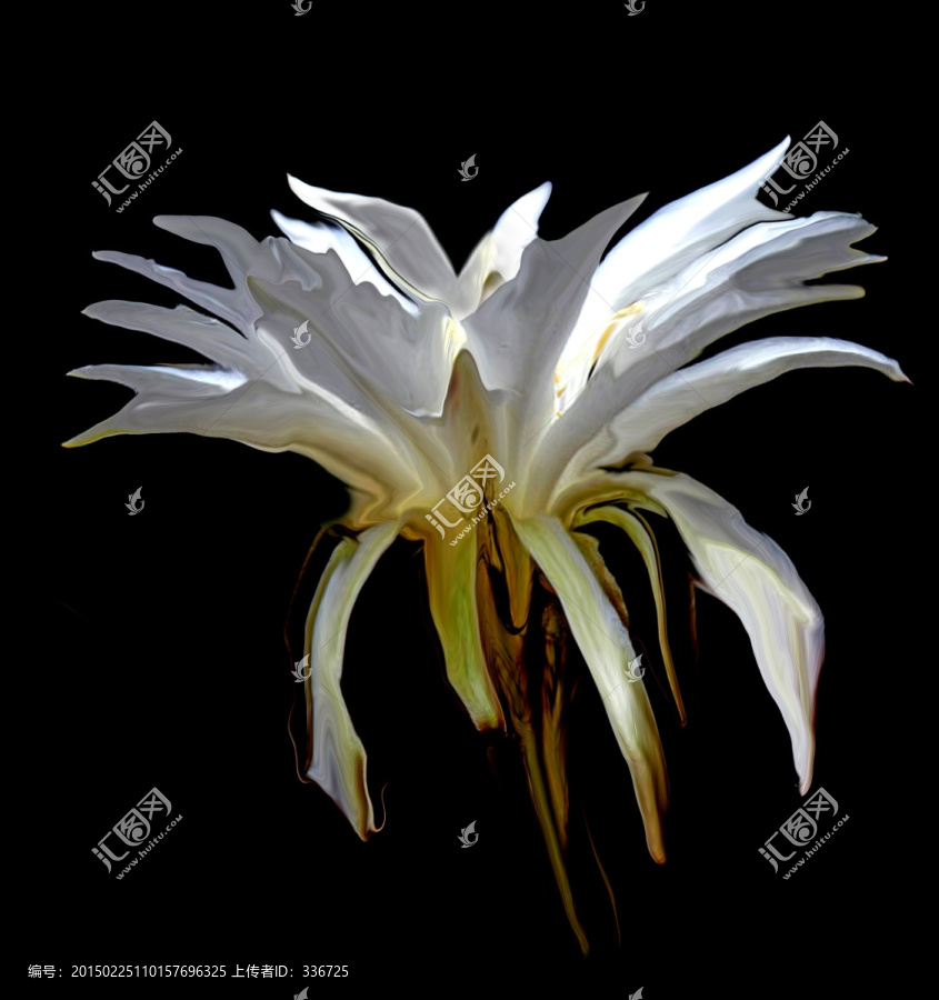 抽象曇花曇花抽象畫