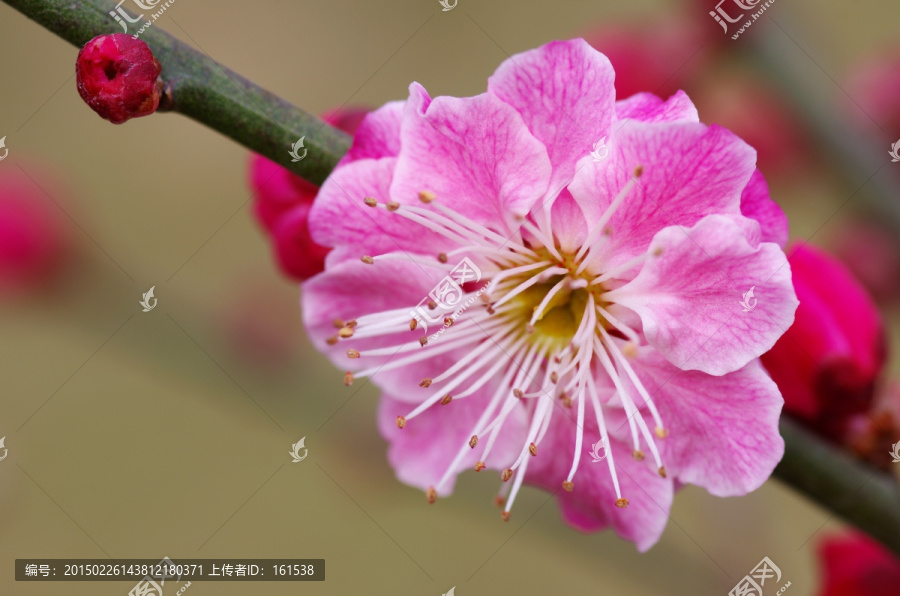 粉红色的梅花绽放