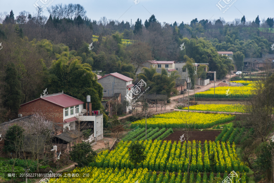 四川简阳乡村油菜花