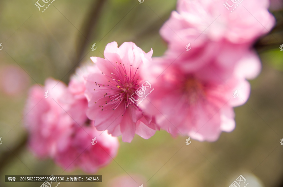 盛开的桃花