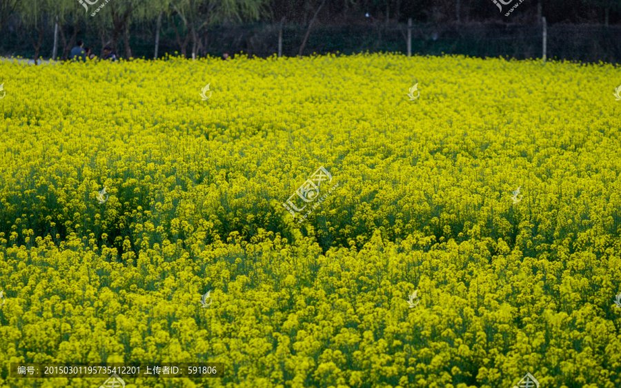 油菜花田