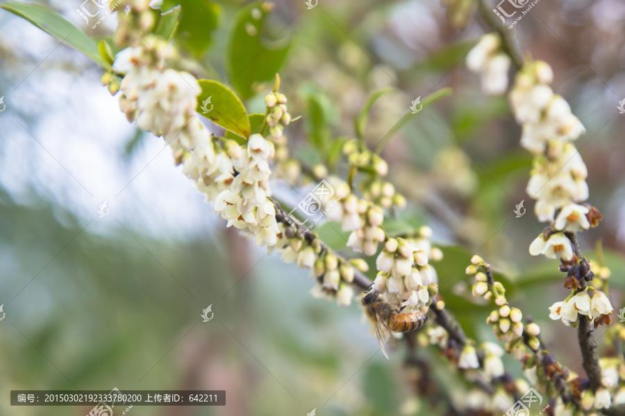 蜜蜂采花,高清图