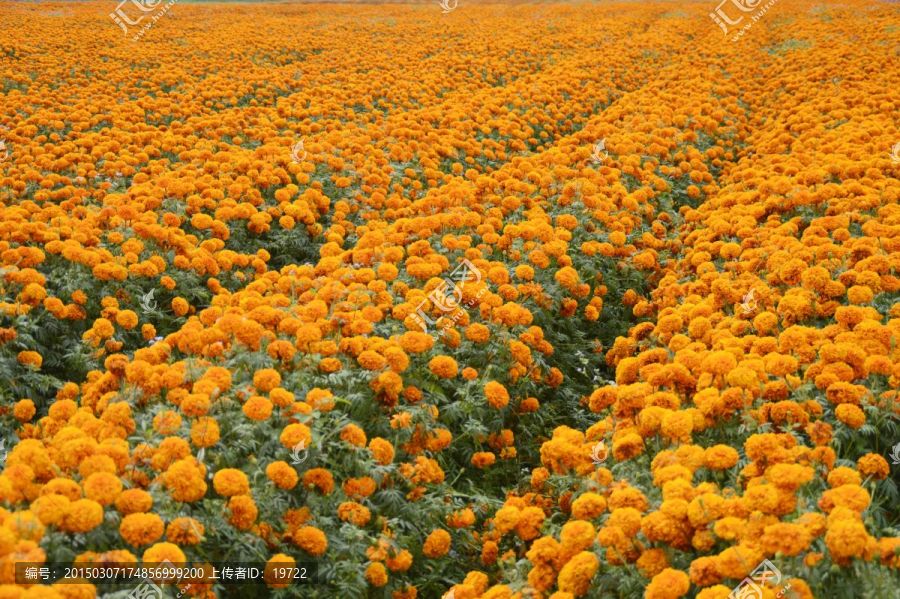 海南三亚花海图片