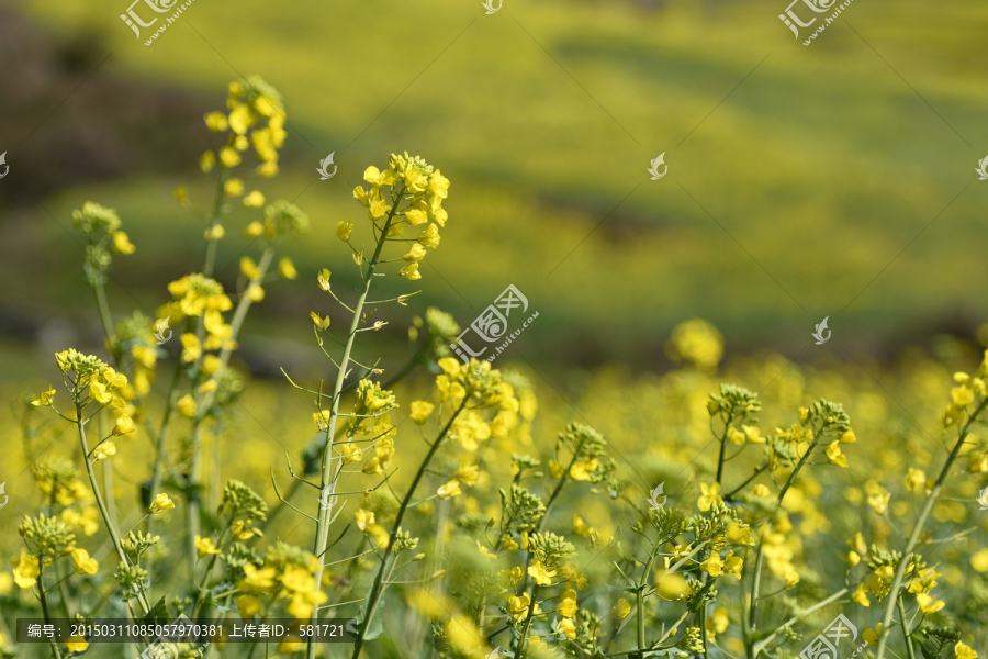 油菜花开,超高清