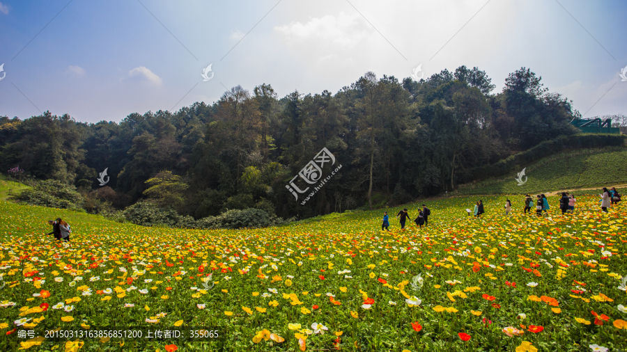 格桑花