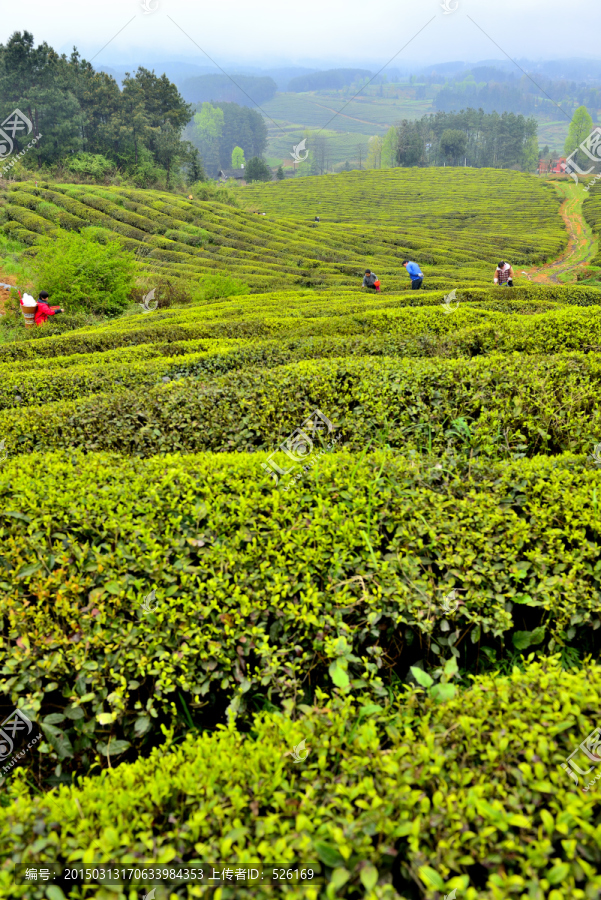 茶山茶园