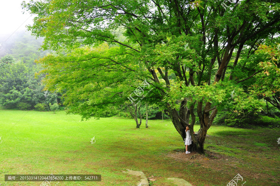 草坪,大树,小孩