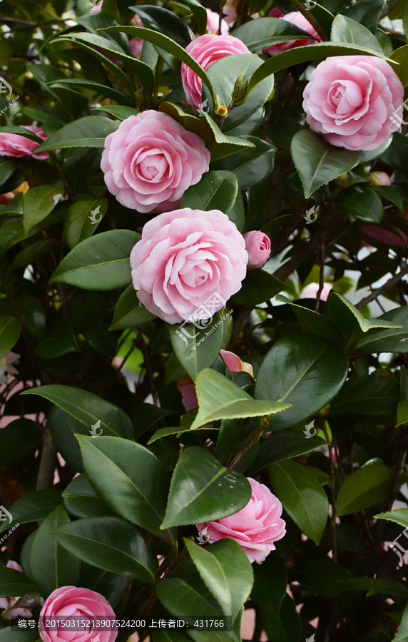 春色满园山茶花