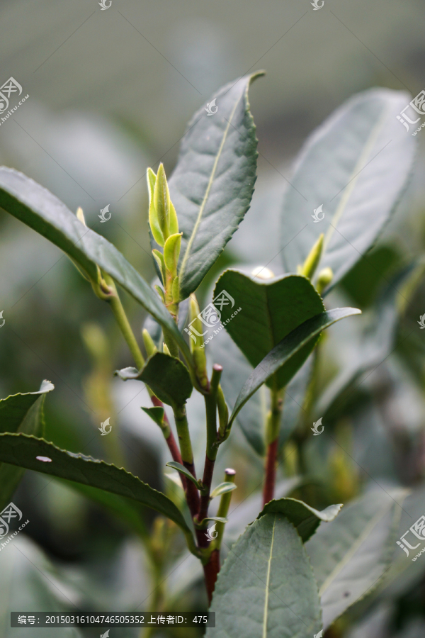 茶叶,茶芽