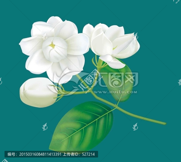 茉莉花
