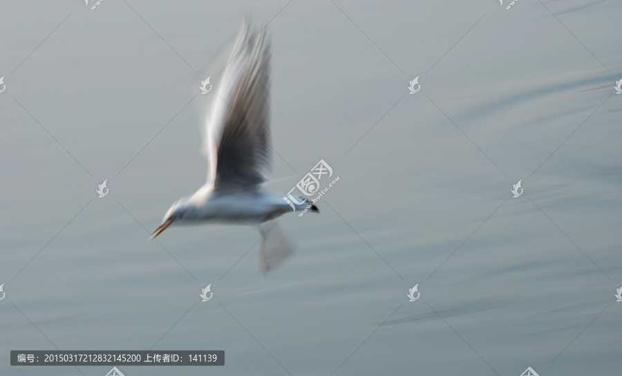 慢门海鸥