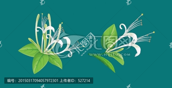金銀花