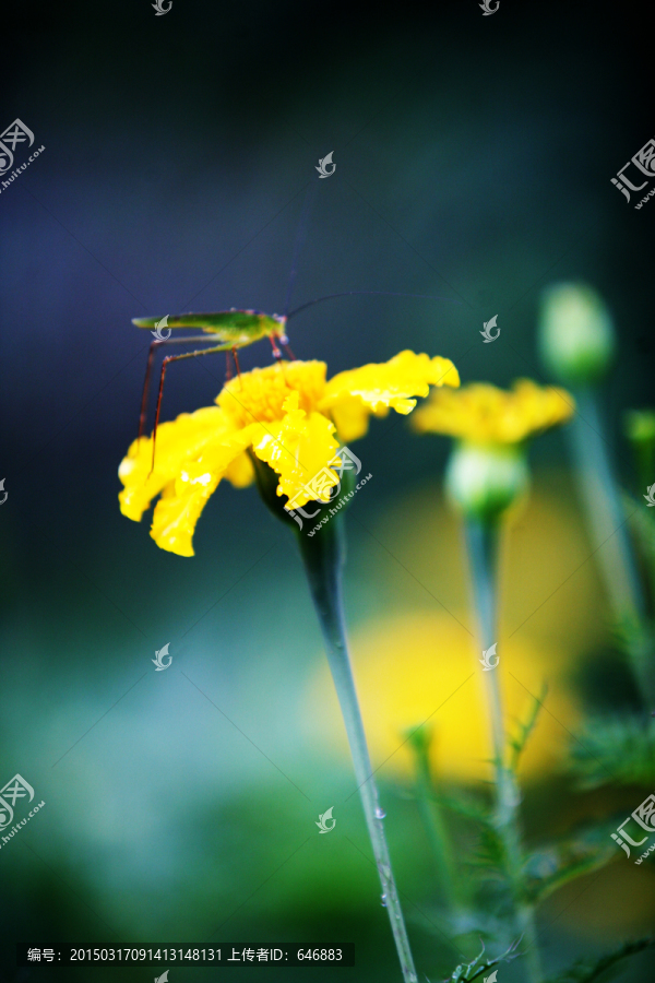 小花,美丽的小花,黄色小花