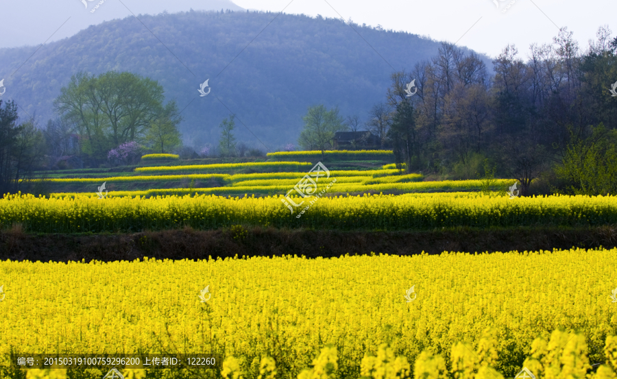 油菜花,春天,（TIF高清）