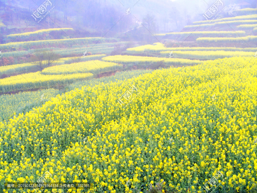 山里的梯田开满油菜花