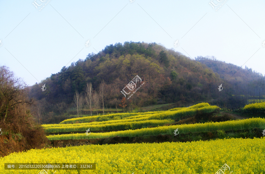 山里的梯田开满油菜花