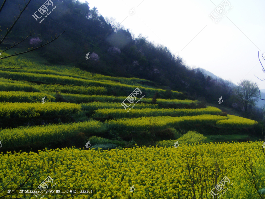 山里的梯田开满油菜花