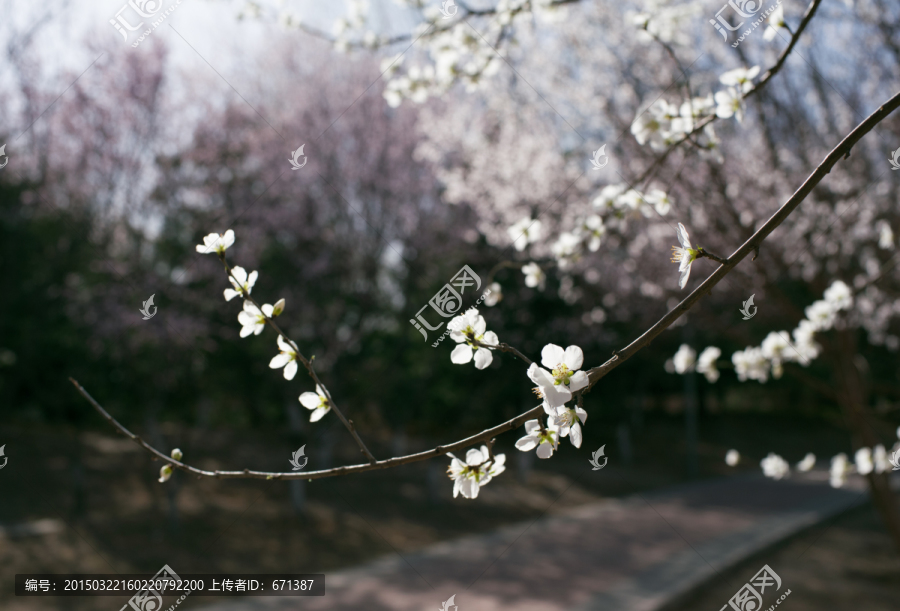 桃花盛开