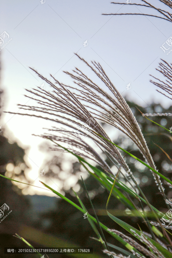 芦花