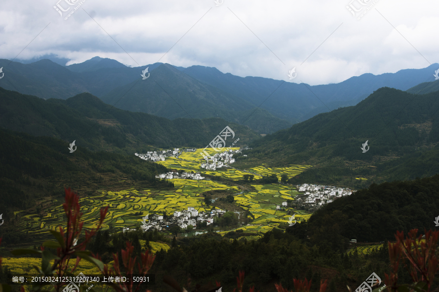 花开山间