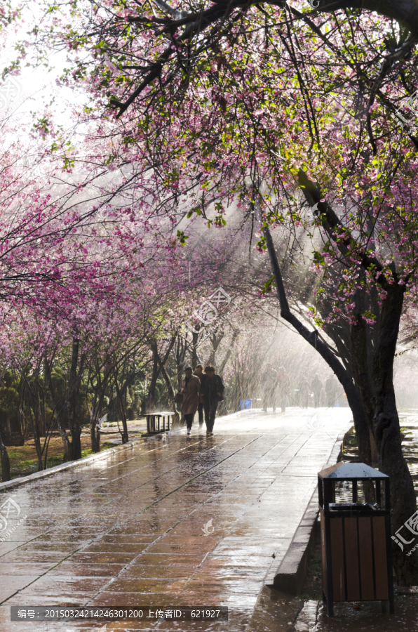 海棠雨景