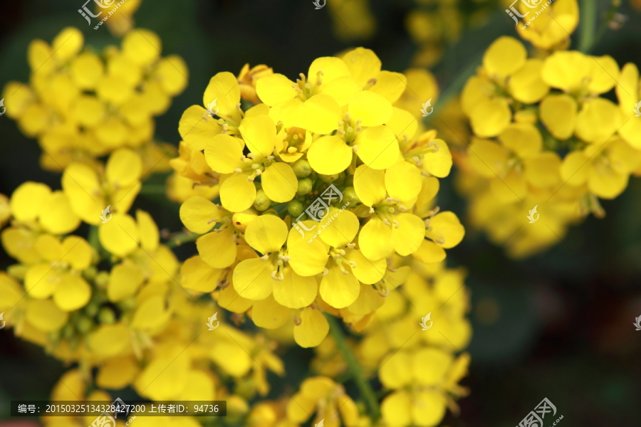 油菜花