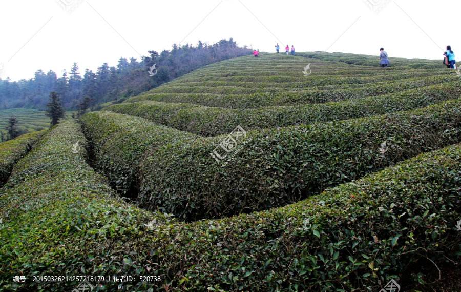 茶山,形状,梯田