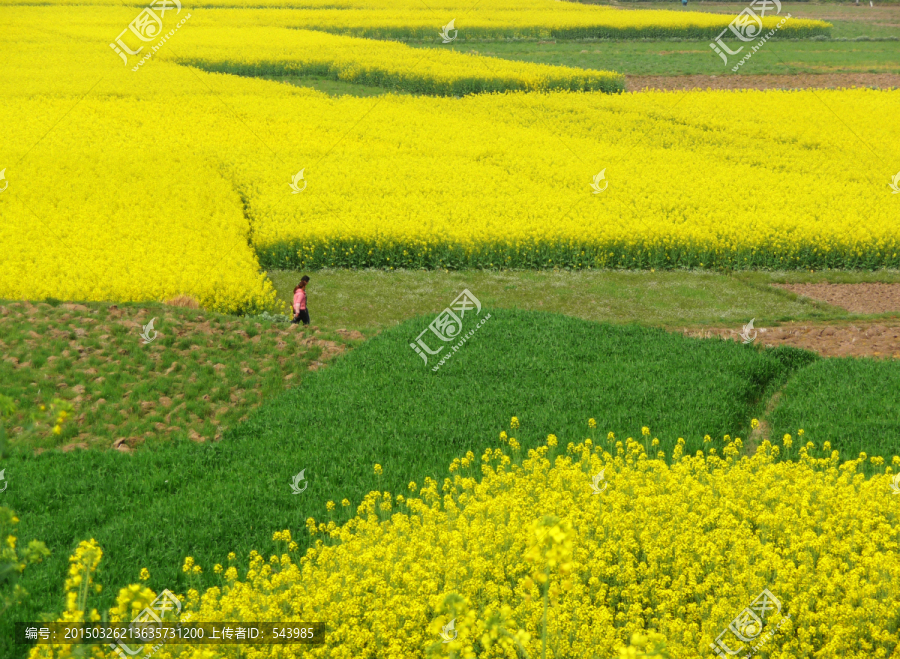 油菜花