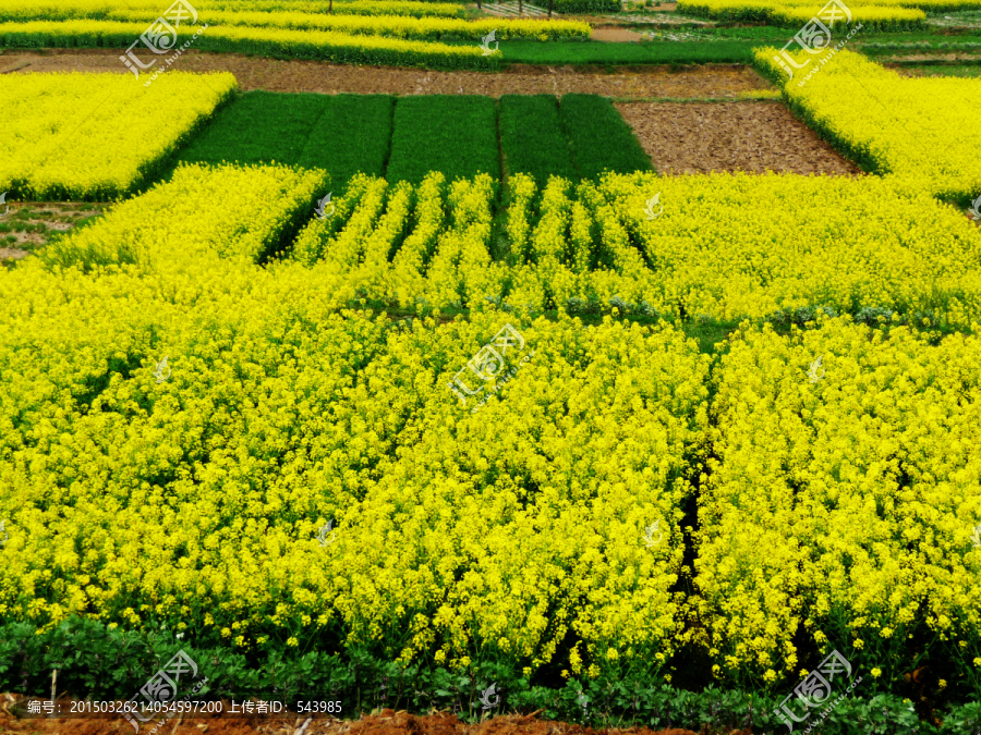 油菜花