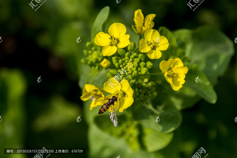 蜜蜂和油菜花