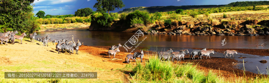肯尼亚迁徙的斑马