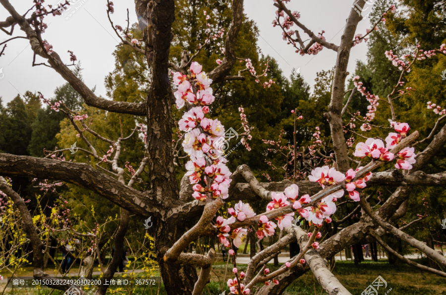 春天来了,桃花,踏春